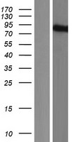 Kazrin (KAZN) Human Over-expression Lysate