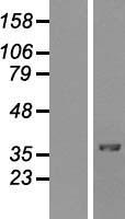 MAFA Human Over-expression Lysate