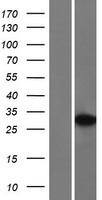 TCEA1 Human Over-expression Lysate