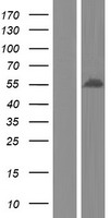 Growth Arrest Specific Protein 7 (GAS7) Human Over-expression Lysate