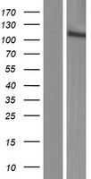 CCDC187 Human Over-expression Lysate