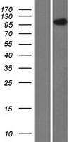 HEATR4 Human Over-expression Lysate