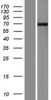 FBXO33 Human Over-expression Lysate