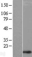 CHCHD1 Human Over-expression Lysate