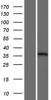 RNF90 (TRIM7) Human Over-expression Lysate