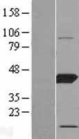POLR1C Human Over-expression Lysate