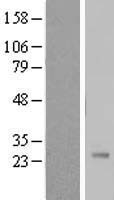 Pregnancy specific beta 1 glycoprotein 11 (PSG11) Human Over-expression Lysate