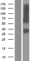 PVRL1 (NECTIN1) Human Over-expression Lysate