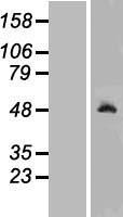Ribonuclease Inhibitor (RNH1) Human Over-expression Lysate