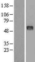 Ribonuclease Inhibitor (RNH1) Human Over-expression Lysate