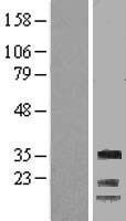 Cyclin G (CCNG1) Human Over-expression Lysate