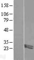 FIBIN Human Over-expression Lysate