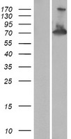 RAPH1 Human Over-expression Lysate