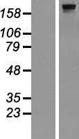 DOCK8 Human Over-expression Lysate