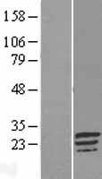 LINC02875 Human Over-expression Lysate