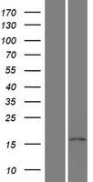 PPIL5 (LRR1) Human Over-expression Lysate