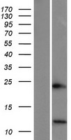 SPINK6 Human Over-expression Lysate