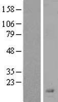 LYPD2 Human Over-expression Lysate