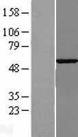 G3BP2 Human Over-expression Lysate
