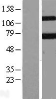 KEAP1 Human Over-expression Lysate