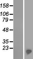 C6orf201 Human Over-expression Lysate