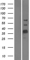 Myelin oligodendrocyte glycoprotein (MOG) Human Over-expression Lysate
