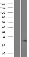 FAM180A Human Over-expression Lysate
