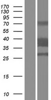 CLEC12B Human Over-expression Lysate
