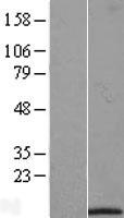 IFI27L1 Human Over-expression Lysate
