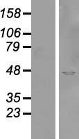 SYTL2 Human Over-expression Lysate
