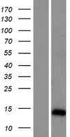 ARL9 Human Over-expression Lysate