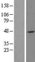 NADE (BEX3) Human Over-expression Lysate