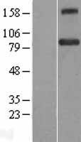 BACH1 Human Over-expression Lysate