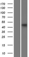 AP3M1 Human Over-expression Lysate