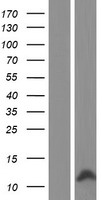 CCL4L1 Human Over-expression Lysate