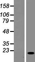 C17orf87 (SCIMP) Human Over-expression Lysate