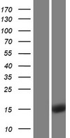 ENSA Human Over-expression Lysate