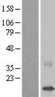 C22orf40 (CDPF1) Human Over-expression Lysate