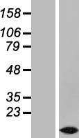 TMEM207 Human Over-expression Lysate