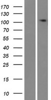 TMEM132E Human Over-expression Lysate