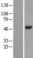 FOXD4 Human Over-expression Lysate