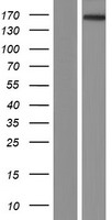 ATRNL1 Human Over-expression Lysate