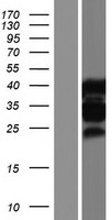 MBNL1 Human Over-expression Lysate