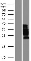 MBNL1 Human Over-expression Lysate
