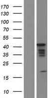 MBNL1 Human Over-expression Lysate