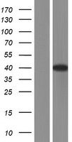 MBNL1 Human Over-expression Lysate