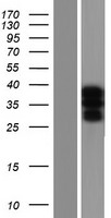 USF2 Human Over-expression Lysate