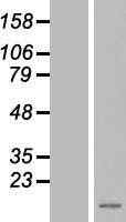 ENSA Human Over-expression Lysate