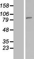 FAM190A (CCSER1) Human Over-expression Lysate
