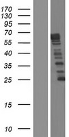 NCKAP5 Human Over-expression Lysate